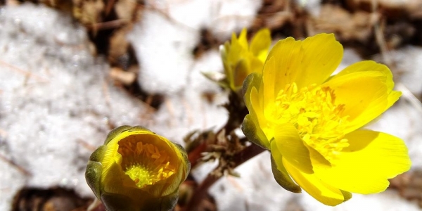 黑土地“腊梅”冰凌花斗雪竞相绽放-图3