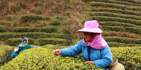 老少齐上阵！贵州丹寨春来采茶忙-图3