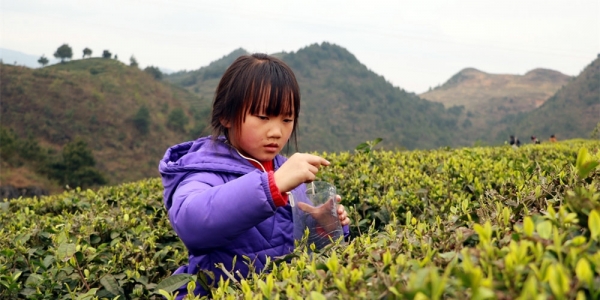 老少齐上阵！贵州丹寨春来采茶忙-图5