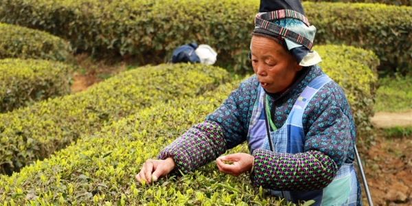 老少齐上阵！贵州丹寨春来采茶忙-图6