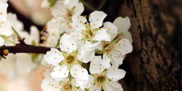 贵州丹寨 桃花梨花满枝头-图1