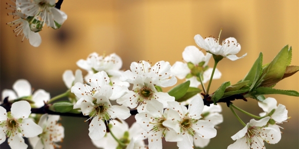 贵州丹寨 桃花梨花满枝头-图3