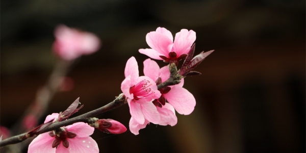 贵州丹寨 桃花梨花满枝头-图5