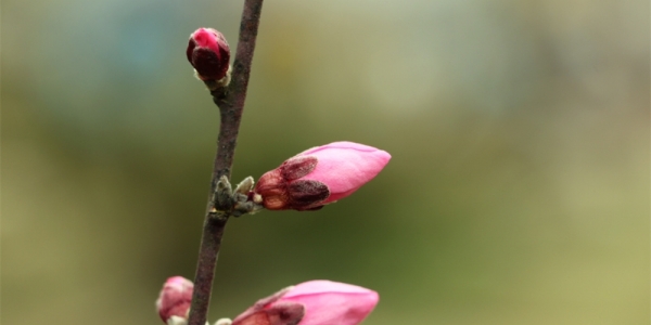 贵州丹寨 桃花梨花满枝头-图4