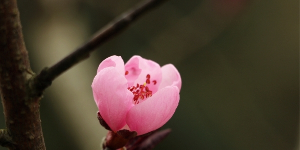 贵州丹寨 桃花梨花满枝头-图6