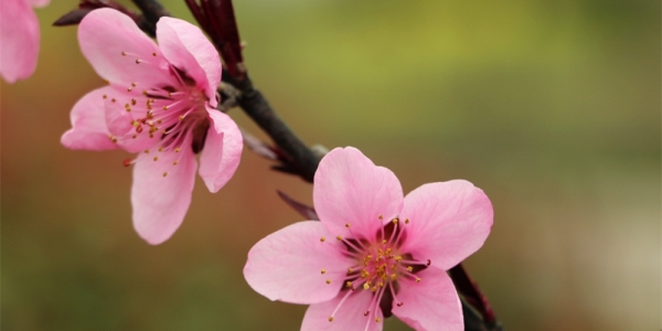贵州丹寨 桃花梨花满枝头-图7