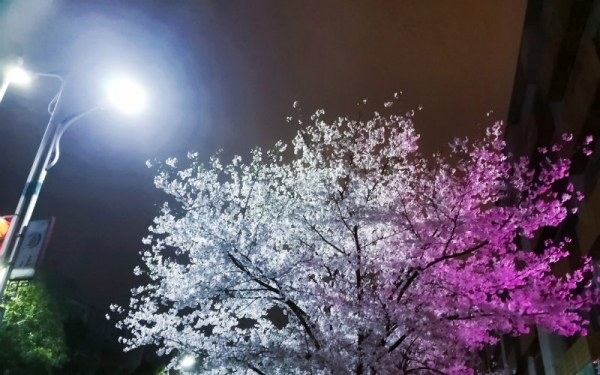 湖南永州“夜樱”绚烂 流光溢彩-图1