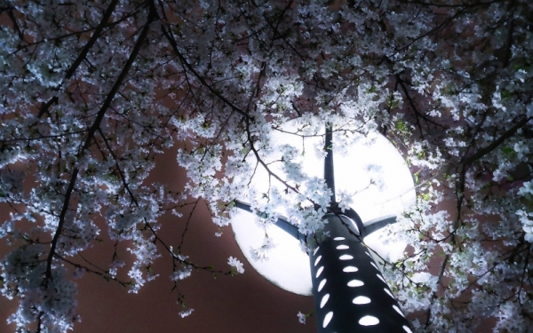 湖南永州“夜樱”绚烂 流光溢彩-图2