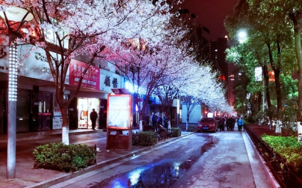 湖南永州“夜樱”绚烂 流光溢彩-图5