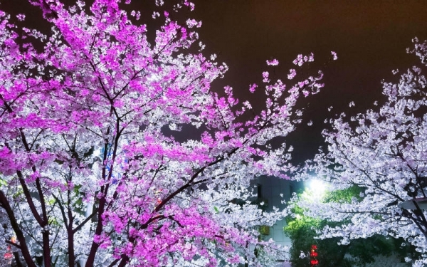 湖南永州“夜樱”绚烂 流光溢彩-图6