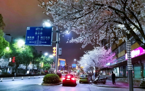 湖南永州“夜樱”绚烂 流光溢彩-图7