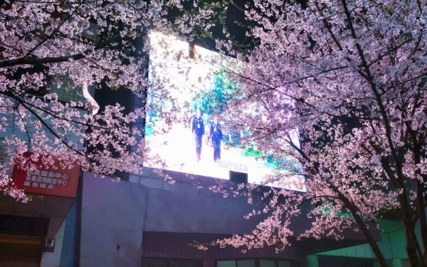 湖南永州“夜樱”绚烂 流光溢彩-图8