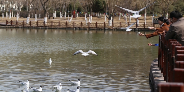 塞上湖城银川  迎来红嘴鸥觅食栖息-图7