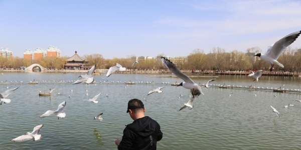 塞上湖城银川  迎来红嘴鸥觅食栖息-图9