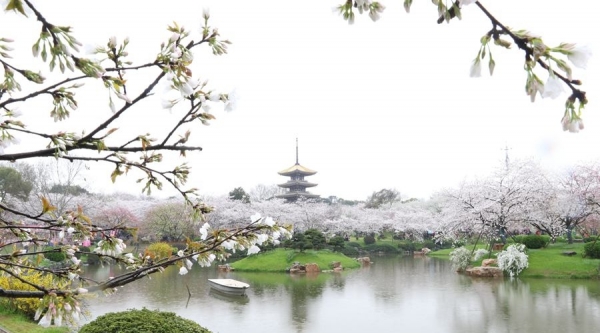 武汉东湖樱花盛放 雨中赏樱别样浪漫-图1