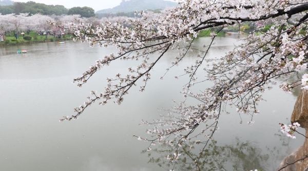 武汉东湖樱花盛放 雨中赏樱别样浪漫-图3