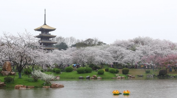 武汉东湖樱花盛放 雨中赏樱别样浪漫-图4