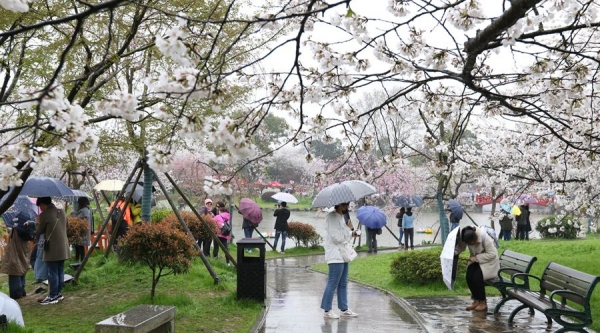 武汉东湖樱花盛放 雨中赏樱别样浪漫-图5