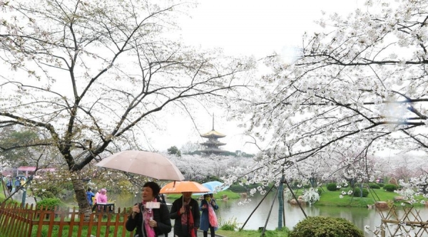 武汉东湖樱花盛放 雨中赏樱别样浪漫-图6