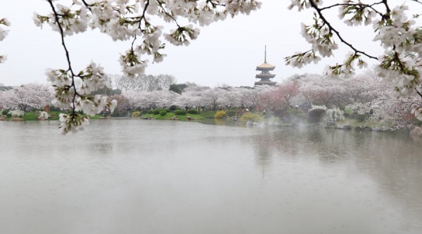 武汉东湖樱花盛放 雨中赏樱别样浪漫-图7