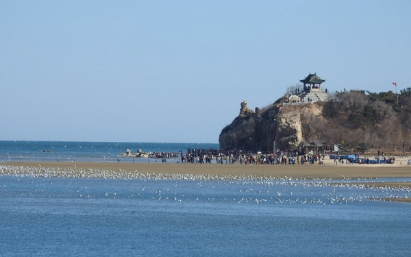 北戴河湿地海鸥集结 群鸟起飞蔚为壮观-图3