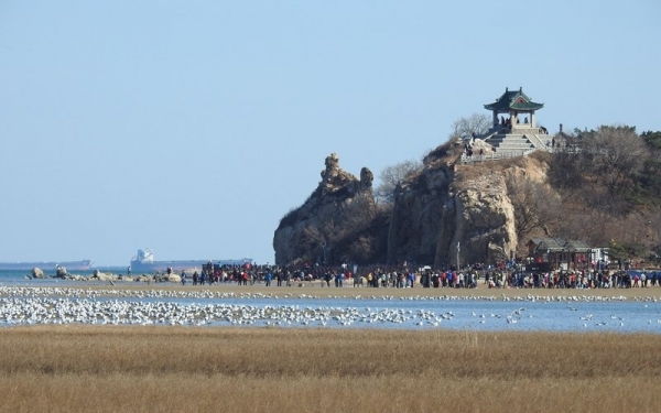 北戴河湿地海鸥集结 群鸟起飞蔚为壮观-图6