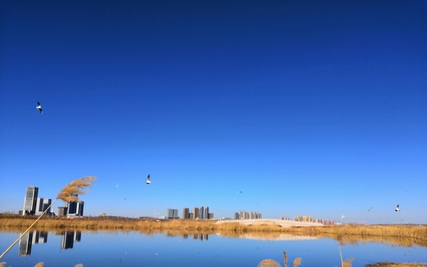 蓝天碧水 鄂尔多斯东红海子湿地景色迷人-图3