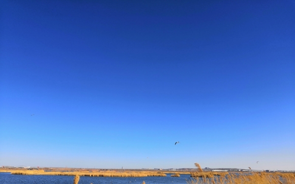 蓝天碧水 鄂尔多斯东红海子湿地景色迷人-图9