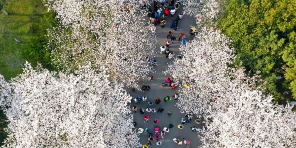南京林业大学樱花绽放 浪漫迷人-图3