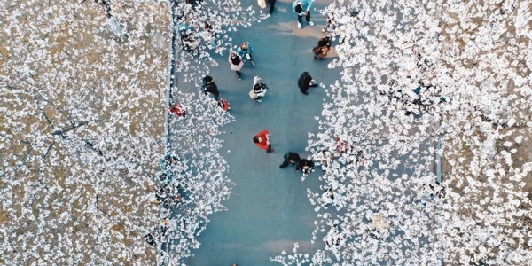 南京林业大学樱花绽放 浪漫迷人-图4