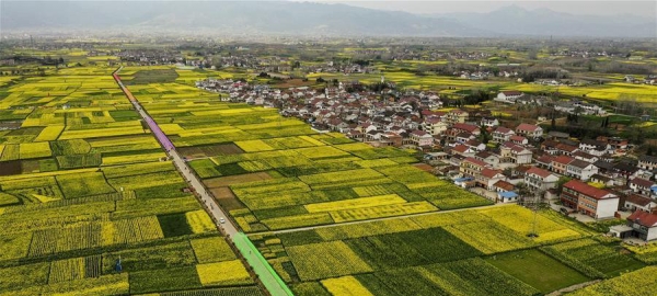 陕西汉中大地“铺金”春光好-图1