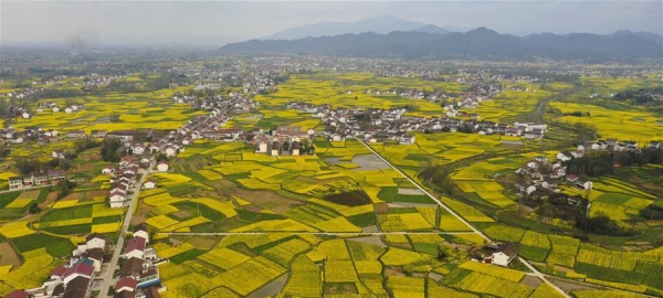 陕西汉中大地“铺金”春光好-图2