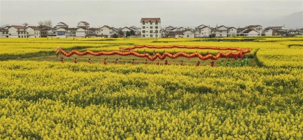 陕西汉中大地“铺金”春光好-图4