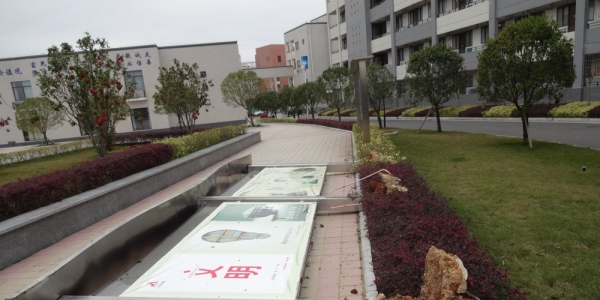 广西临桂大风破纪录 大树遭连根拔起-图2