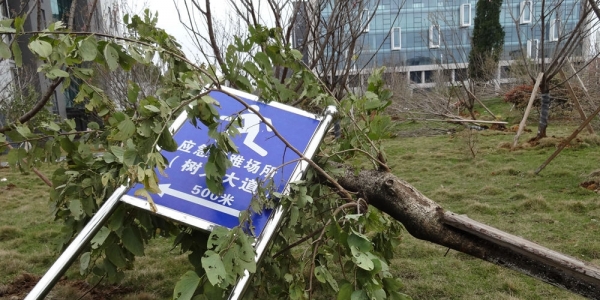 广西临桂大风破纪录 大树遭连根拔起-图3