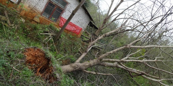 广西临桂大风破纪录 大树遭连根拔起-图6