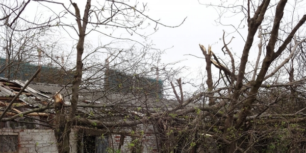 广西临桂大风破纪录 大树遭连根拔起-图7
