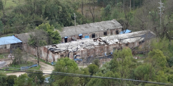 广西临桂大风破纪录 大树遭连根拔起-图10