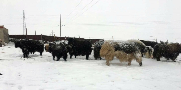 青海降雪又至  交通畜牧受影响-图5