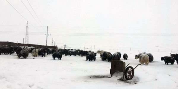 青海降雪又至  交通畜牧受影响-图7