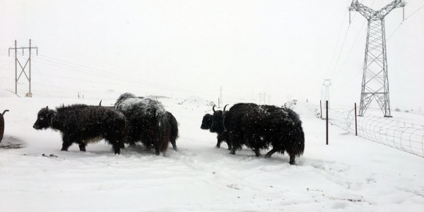 青海降雪又至  交通畜牧受影响-图8