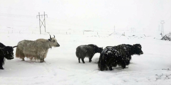 青海降雪又至  交通畜牧受影响-图6