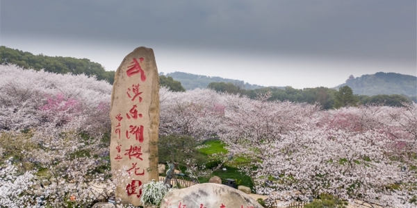 航拍武汉东湖万株樱花齐放 如粉红色海洋-图4
