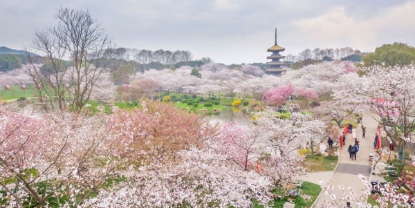 航拍武汉东湖万株樱花齐放 如粉红色海洋-图5