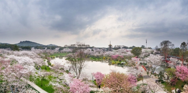 航拍武汉东湖万株樱花齐放 如粉红色海洋-图7