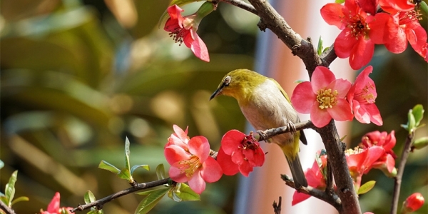 百花争艳筑城秀 万紫千红总是春-图1