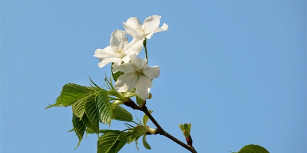 百花争艳筑城秀 万紫千红总是春-图5