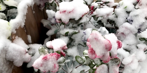 辽宁多地迎降雪-图2