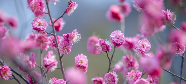 山东济南花开妩媚动人 正是赏花好时节-图2