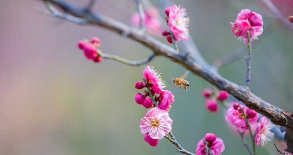 山东济南花开妩媚动人 正是赏花好时节-图1